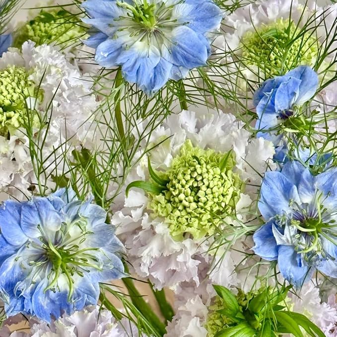 Pincushion Flower Seed for Planting, 300+ Scabiosa Seeds, Perennial Flower Plants, Non-GMO Heirloom Scabiosa Seed for Home Garden