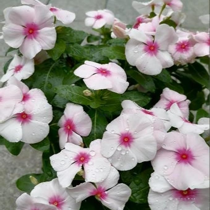 1000+ Perennial Vinca Periwinkle Flower Seeds, Mixed Color Heirloom Vinca Periwinkle Flower Seeds, Ground Cover Seeds for Home Garden and Outdoor