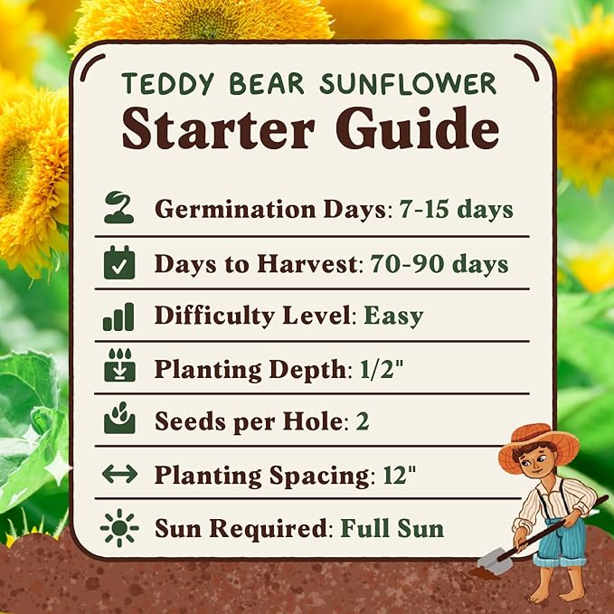 Seedboy Sungold Teddy Bear Sunflower Seeds for Planting Indoor and Outdoor, Non-GMO and USDA Certified Flower Seed Packet for Hydroponic Garden Indoor or Planting Outdoor (Teddy Bear Sunflower)