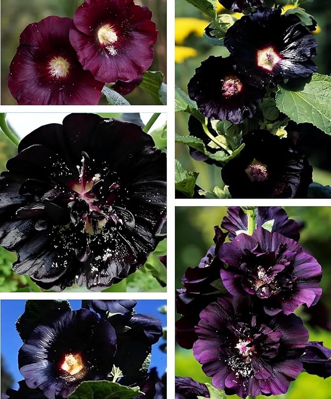 Black Hollyhock Seeds - 5g Heirloom Seeds for Planting Alcea rosea - Great for Gothic Gardens, Open Pollinated Biennial That Attracts Pollinators