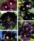 Black Hollyhock Seeds - 5g Heirloom Seeds for Planting Alcea rosea - Great for Gothic Gardens, Open Pollinated Biennial That Attracts Pollinators