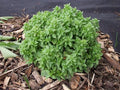 Basil Spicy Globe Great Garden Herb Seeds by Seed Kingdom (1 Oz Seeds)