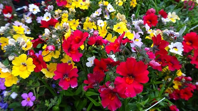 Seeds Nemesia Galaxy Seed Mix 450+ Seeds for Planting Annual Flowers