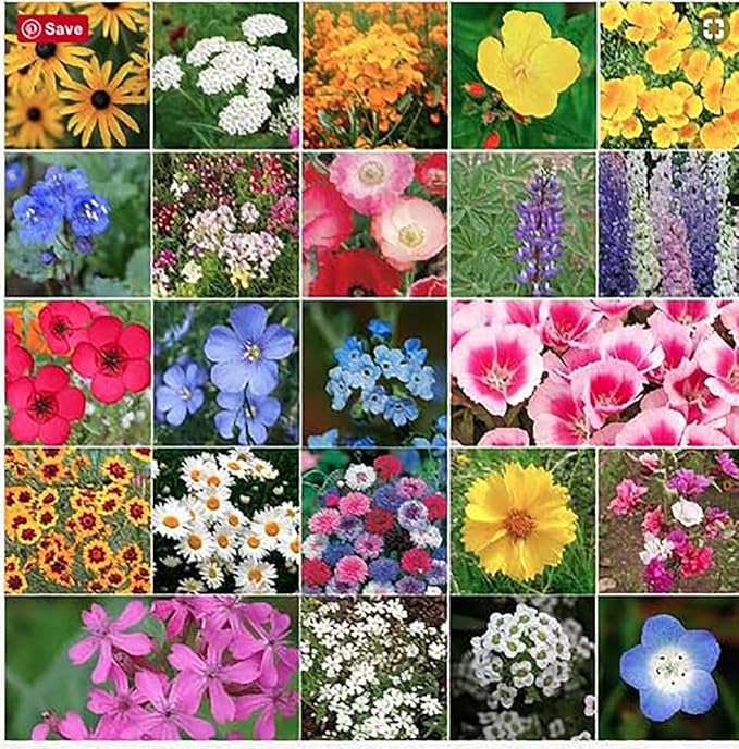 Coastal California Wildflower Mix - Annuals and Perennials Approx. 6500+ Seeds