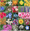 Coastal California Wildflower Mix - Annuals and Perennials Approx. 6500+ Seeds