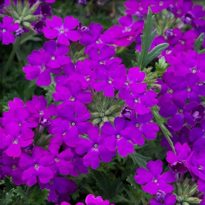 10000+ Perennial Verbena Flower Seeds for Planting Outdoors Non-GMO Heirloom