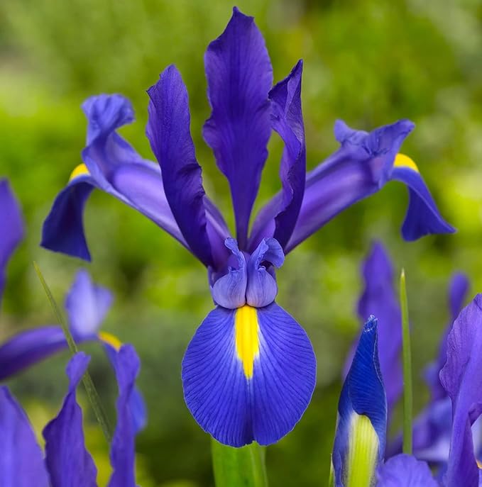 Blue Magic Dutch Iris Bulbs - Perfect Cut Flower Variety, Blue Magic Iris Bulbs for Planting - Sweet Fragrance Iris Flowering Plant (20 Pack)