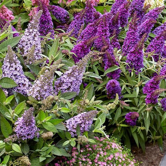 330+ Perennial Mix Butterfly Bush Seeds for Planting-Non-GMO Heirloom Plant Seeds Garden Outdoor