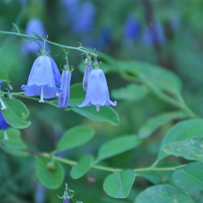 5000 Campanula Medium Bellflower Flower Seeds for Planting, Blue Campanula Flower Seed, Non-GMO Bellflower Seeds for Garden Borders Containers Home
