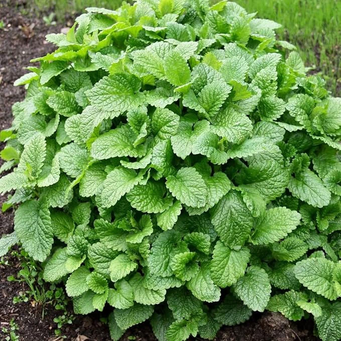 SeedsUP - 300+ Seeds Melissa Lemon Balm Mint - Herb Green