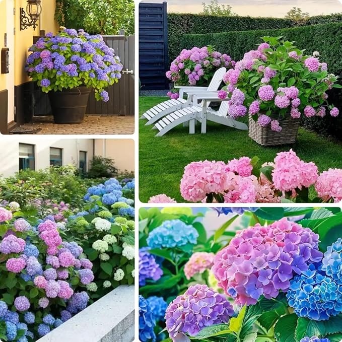 Hydrangea Flower Seeds 30pcs– Non-GMO Perennial Ornamental Plant, Colorful Blooms for Garden, Patio & Landscaping