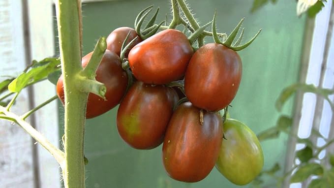 NIKA SEEDS - Seeds Vegetable Black De Barao Tomato - 40 Seeds