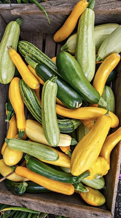 Seeds Zucchini Courgette Squash Summer Mix Heirloom Vegetable for Planting Non GMO