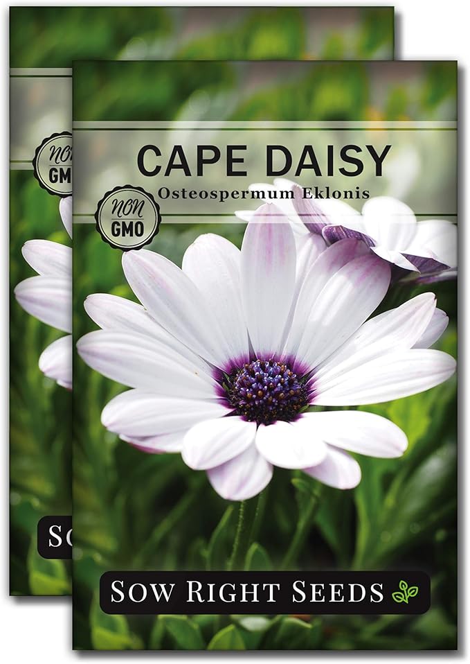 Sow Right Seeds - Cape Daisy Flower Seeds for Planting - Non-GMO Heirloom Packet with Instructions to Grow - White with Glowy Purple Centers - Lovely Daisies for Your Garden - Classic Annual (2)