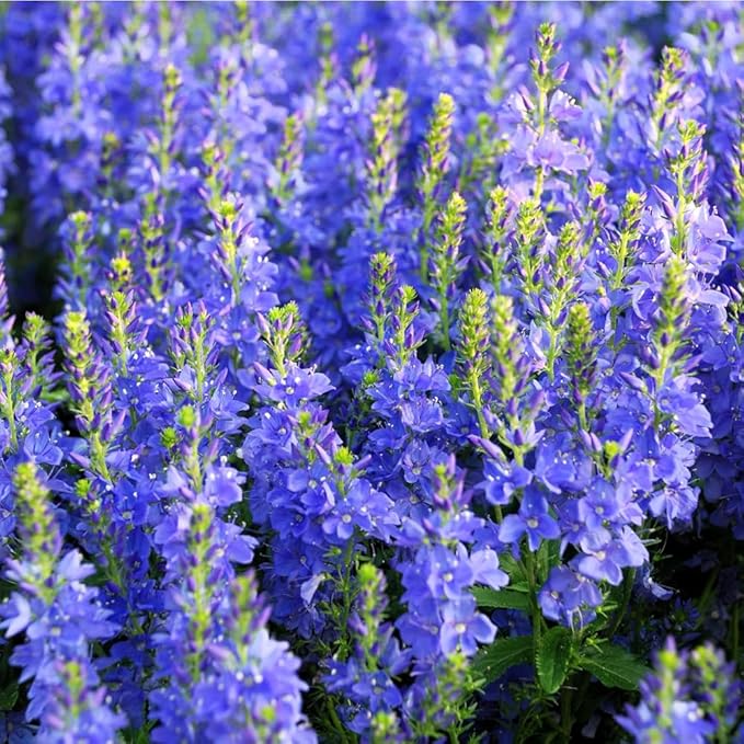 500+ Creeping Veronica Speedwell Seeds for Planting,Ground Cover Seeds,Deer Resistant Perennial Flower Seed Non-GMO Heirloom for Home Outdoor Garden
