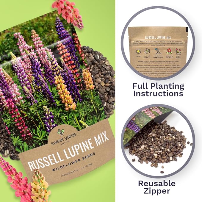 Russell Lupine Seeds – Bulk Quarter Pound Bag – Over 5,000 Open Pollinated Non-GMO Perennial Wildflower Seeds – Lupinus polyphyllus