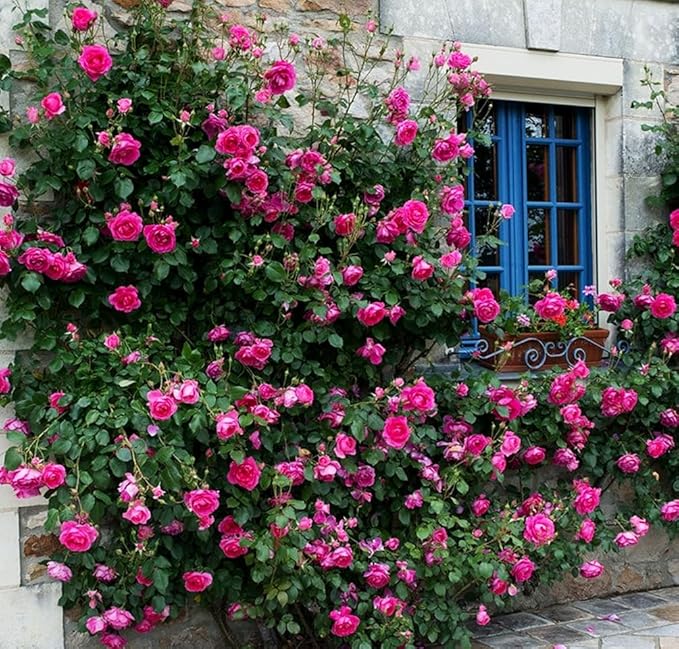 100+ Mix Climbing Rose Seeds for Planting Outdoors Ornamental Climbing Flowers Rosa Bush Vine Climber Long-Blooming