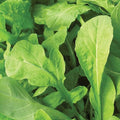 Arugula Seeds - Astro - 4 Oz ~56800 Seeds - Non-GMO, Heirloom - Microgreens & Herb Gardening