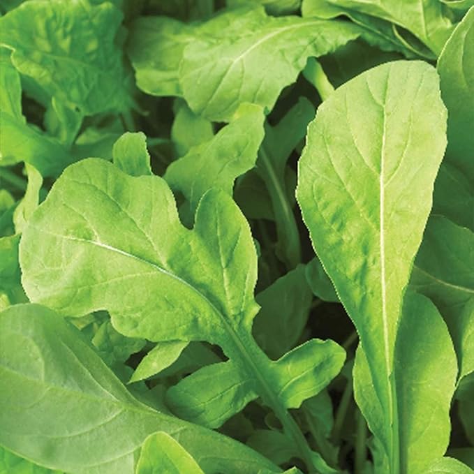 Arugula Seeds - Astro - 4 Oz ~56800 Seeds - Non-GMO, Heirloom - Microgreens & Herb Gardening