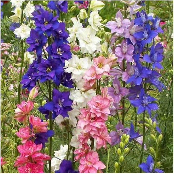 Seed Needs, Rocket Larkspur Seeds - 1,500 Seeds for Planting Delphinium consolida - Heirloom, Untreated & Open Pollinated - Beautiful Blooms in Pink, Blue, White & Indigo (1 Pack)