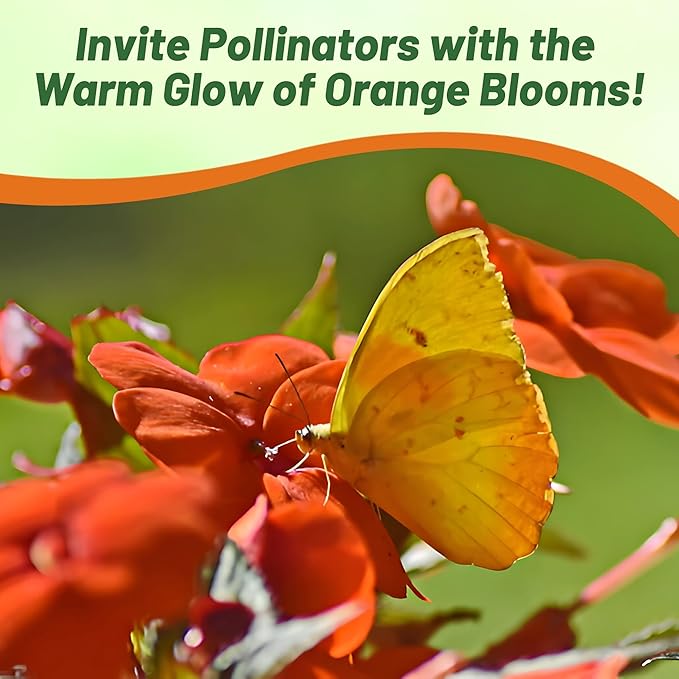 Outsidepride Beacon Orange Impatiens Flower Seeds - 25 Pcs Annual, Compact & Pollinator Friendly, Impatiens Seeds for Planting w/Vibrant, Abundant Blooms for Shade Gardens & Container Displays