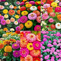 1000+Perennial Zinnia Flower Seeds for Planting Outdoor-Annual Rare Haageana Aztec Sunset Seeds for Garden Home Non-GMO Heirloom