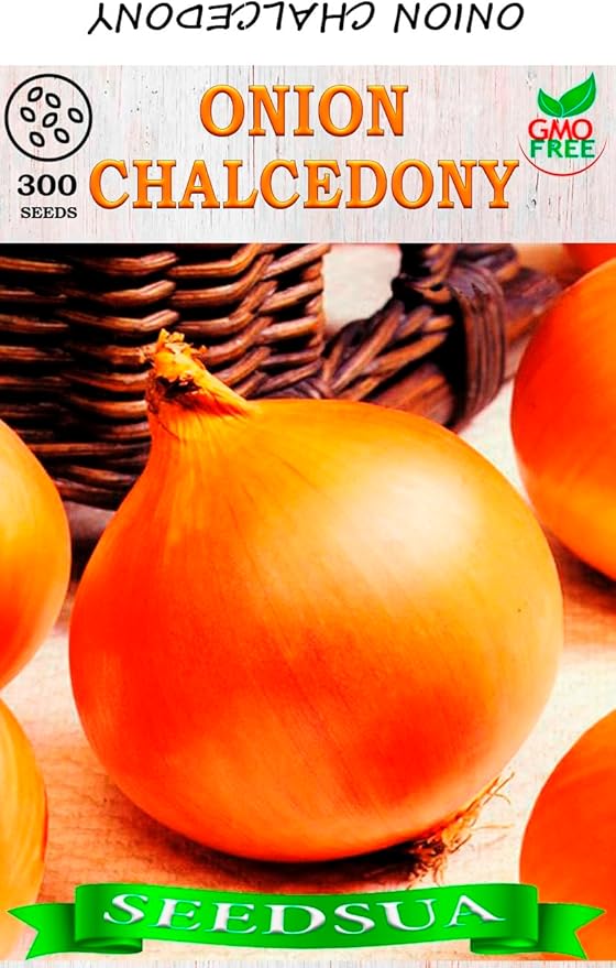 Seeds Giant Onion Chalcedony (Allium cepa) Heirloom Vegetable for Planting Non GMO