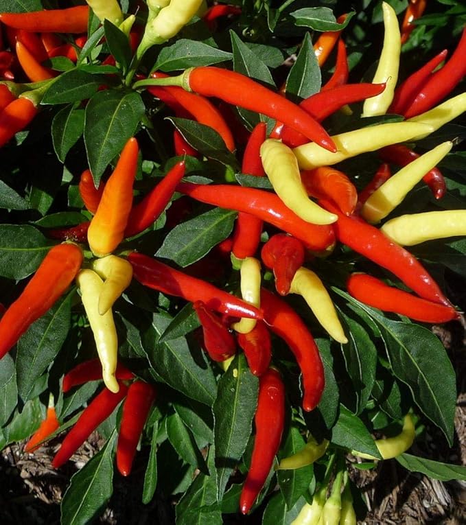Seeds Vegetable Ornamental Chili Pepper Mix Decorative Rainbow Plant - 30 Seeds