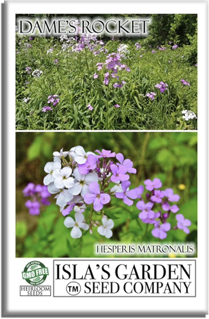 Dame's Rocket Flower Seeds, 1000+ Non-GMO Heirloom Seeds, Vibrant Purple/Pink/White Blooms, Pollinator-Friendly, Easy-Grow Hesperis matronalis, Isla's Garden Seeds for Stunning Gardens