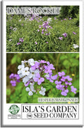 Dame's Rocket Flower Seeds, 1000+ Non-GMO Heirloom Seeds, Vibrant Purple/Pink/White Blooms, Pollinator-Friendly, Easy-Grow Hesperis matronalis, Isla's Garden Seeds for Stunning Gardens