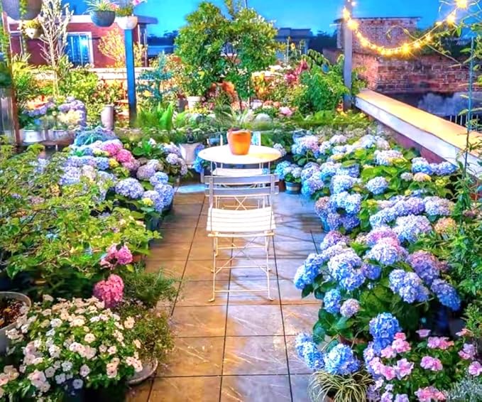 120 Mix Hydrangea Seeds Giant Snowball for Planting Flowers Bush Plants Garden Shrub Bonsai
