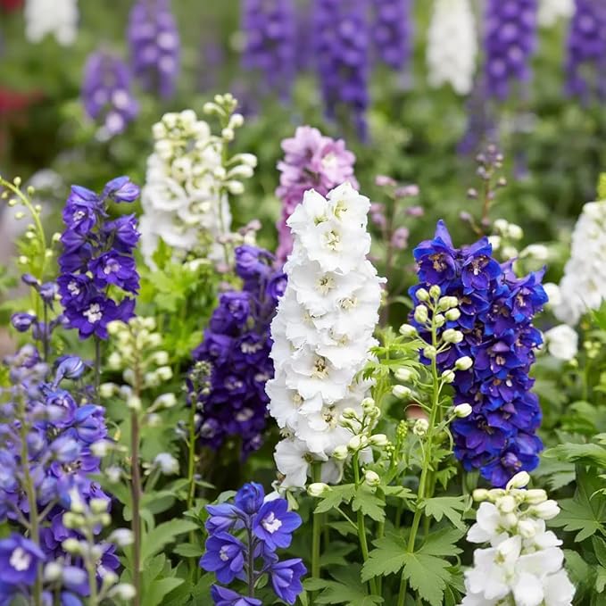 Delphinium Seeds 2000 Pcs - Mixed Colors, Tall, Heat & Drought Tolerant, Self-Seeding Perennial Wildflowers for Flower Arrangements & Pollinator Gardens