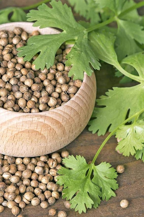 NIKA SEEDS - Seeds Herb Coriander Heirloom - 500 Seeds