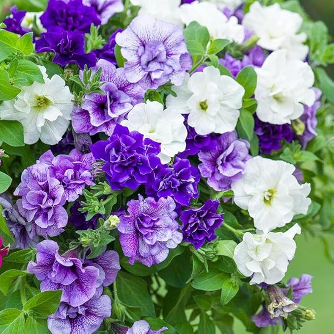 320+Perennial Mixed Petunia Flower Seeds for Planting Outdoor Non-GMO Heirloom