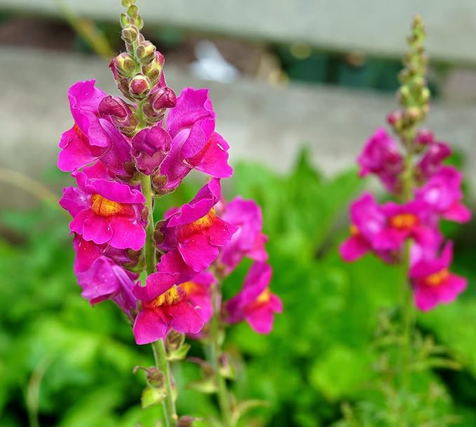 2000 Snapdragon Flower Seeds for Planting Multicolor Flowers Seeds Easy to Grow Outdoor Home Garden Flower Seeds Gardening Supplies
