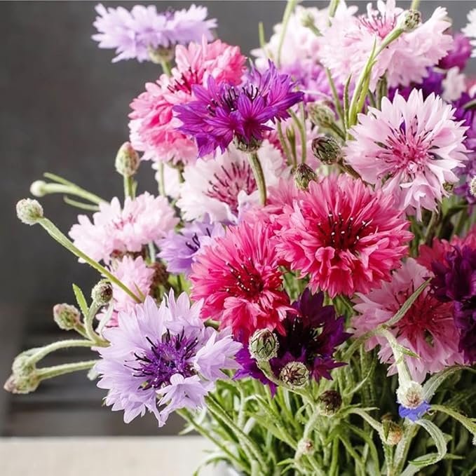 1007+ Cornflower Seeds Mix for Planting, Dwarf Cornflower Seeds Perennial, Corn Flower Seed Non-GMO Heirloom Plant Seed Garden Outdoor