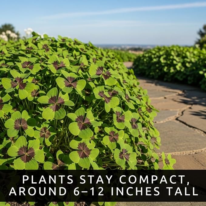 Iron Cross Shamrock Bulbs - 10 Bulbs to Plant - St. Patrick's Gift - Iron Cross Shamrocks - Fast Growing Year Round Color Indoors or Outdoors - Oxalis Shamrock Bulbs - Unique Four-Leaf Foliage