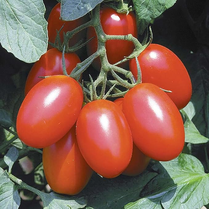 Juliet Tomato Seeds - Rare Hybrid of Plum and Roma Tomatoes - Delicious Sweet Snack! - Marde Ross & Company®