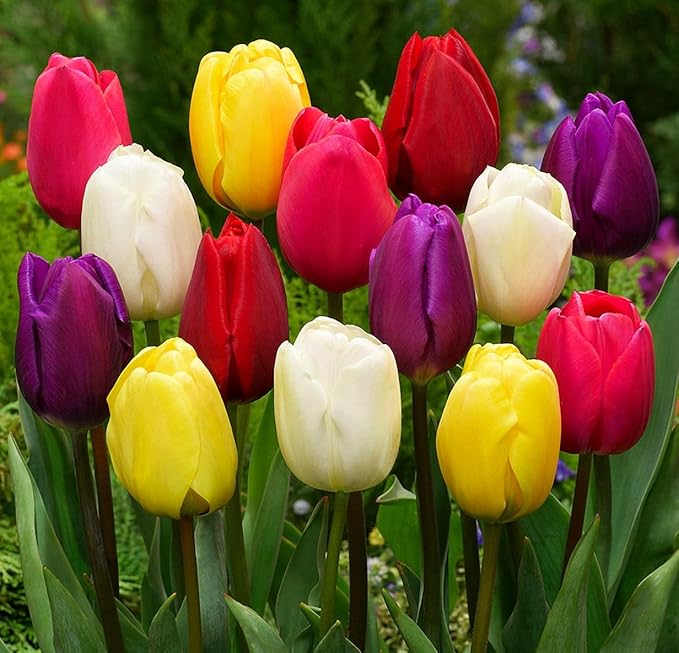 Triumph Tulip Bulbs for Fall Planting Mixed Perennial Hybrids Darwin Changing Colors Emperor Mixture Size 12+ (5, Emperor Mixture)