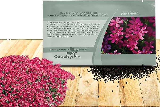 Outsidepride Cascade Red Aubrieta Rock Cress Seeds - 2000 Pcs Perennial Flower Seeds, Easy to Grow, Low Maintenance, Cascading & Low Growing, for Baskets, Rock Walls, or Ground Covers