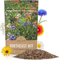 Northeast Wildflower Seeds - Bulk 1/4 Pound Bag - Over 30,000 Native Seeds - Open Pollinated and Non GMO Varieties for New York, Virginia, Pennsylvania, Maine and More!