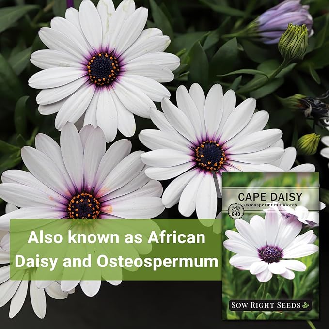 Sow Right Seeds - Cape Daisy Flower Seeds for Planting - Non-GMO Heirloom Packet with Instructions to Grow - White with Glowy Purple Centers - Lovely Daisies for Your Garden - Classic Annual (1)