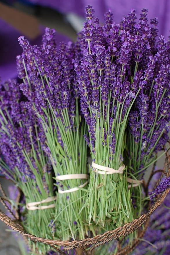 Seeds Lavender Herbs Garden for Planting Non GMO