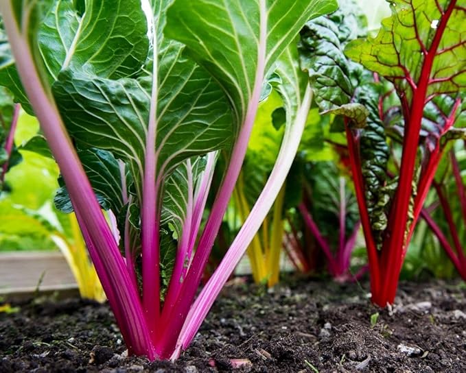 100 + Pcs Seeds Swiss Chard Collection for Planting - Individual Packets of Red Ruby Swiss Chard & Perpetual Spinach Swiss Chard - Non-GMO Heirloom (Red Ruby Swiss Chard)