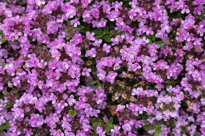 Creeping Thyme Seeds -Perennial Ground Cover Plants Dwarf Flowers (Thymus serpyllum), Pack of 30,000 Seeds from Seeds2Go