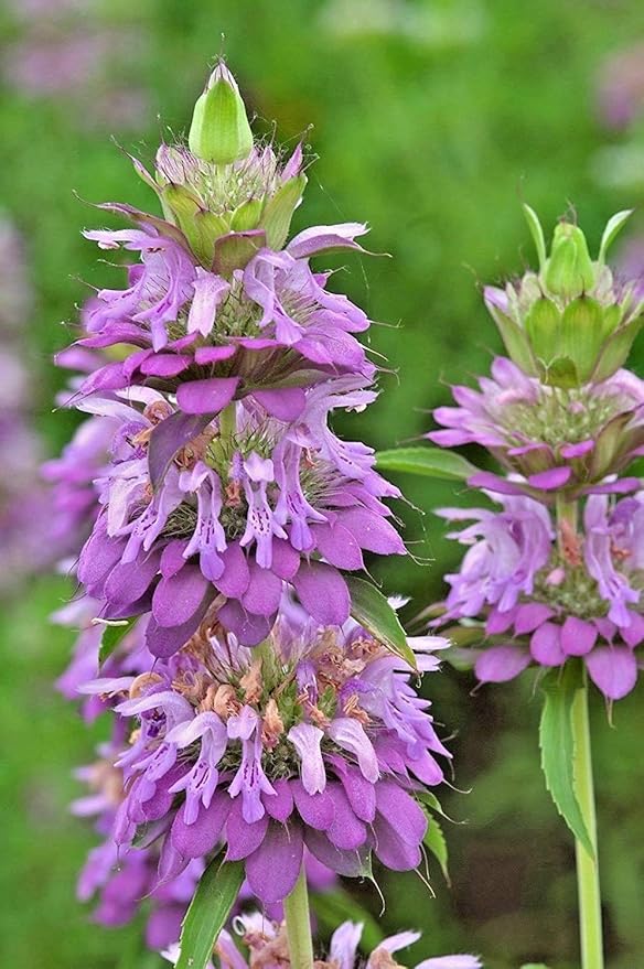 NIKA SEEDS - Seeds Herb Lemon Bee Balm (Lemon Mint) Medicinal - 300 Seeds