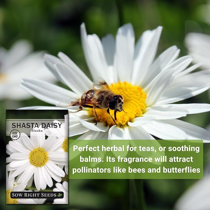 Sow Right Seeds - Shasta Daisy Flower Seeds for Planting - Non-GMO Heirloom Packet with Instructions - Attract Butterflies and Excellent for Cutting - White Blossom with Yellow Centers (4)
