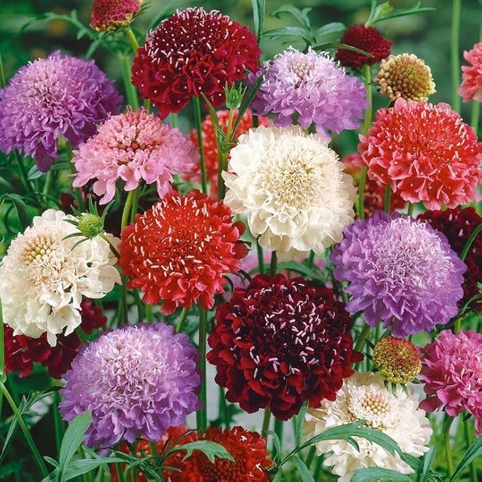 185+ Heirloom Scabiosa Seeds - Non-GMO Perennial, High Germination & Profuse Blooms Low-Maintenance, Bee-Attracting Cut Flower for Garden Decoration