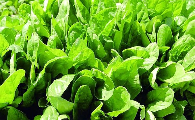 Seeds Four Seasons Viroflay Spinach 35 Days Year-Round Non GMO Vegetable for Planting