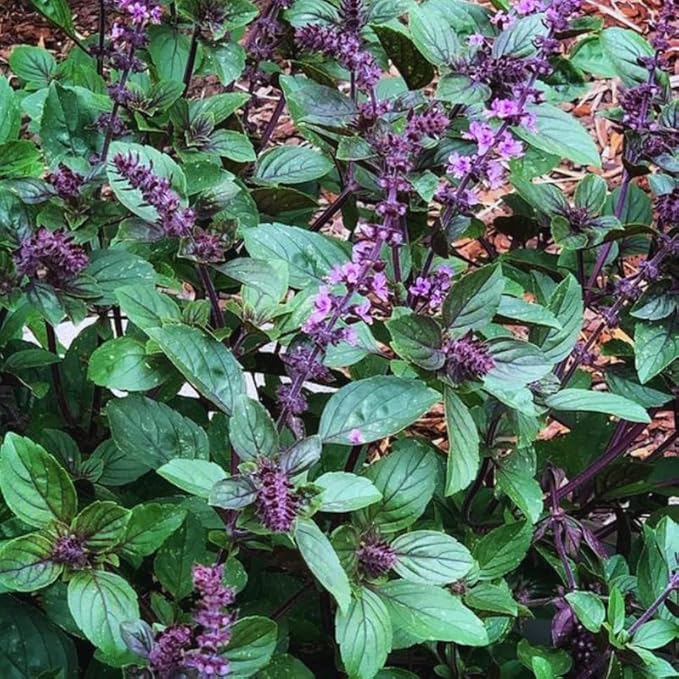 African Blue Basil Live Plants, 4 Plants from 3'' Tall, 2 Plants per Pot, Basil Live Plants